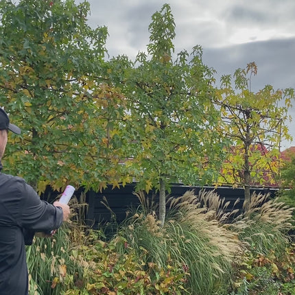 Gender Reveal poeder shooter blauw