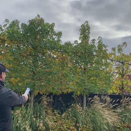 Gender Reveal poeder shooter roze