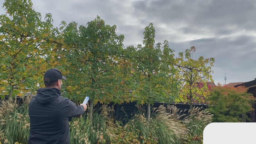Gender Reveal poeder shooter roze